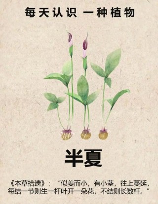 半夏