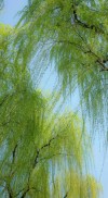 剪一段春光，让一缕清风拂绿杨柳