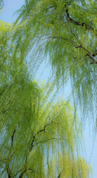 剪一段春光，让一缕清风拂绿杨柳