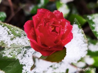 烂红如火雪中开——咏山茶花古诗词赏析（二）