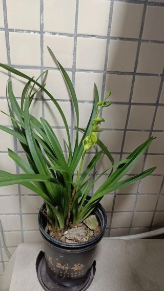 最好的养生，是沾花惹草