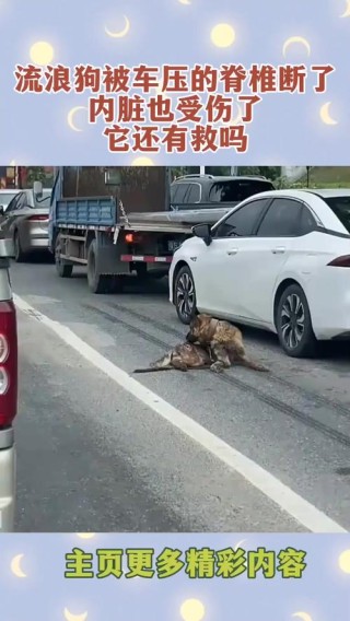 高校碾压流浪狗引发的深思