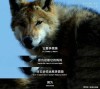 草原狼、林肯、越狱者斯科菲尔德共同的成功品质?励志文章