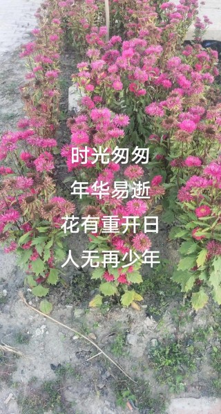 愿你有青春可怀念，且执烟火向星辰，如果事与愿违，一定另有安排