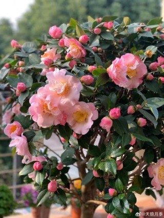 「山茶花与茶梅」张爱玲散文《花落的声音》里写的：茶花落花，