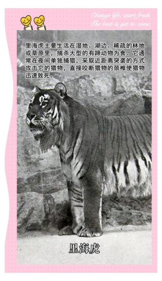 游历近代的小虎