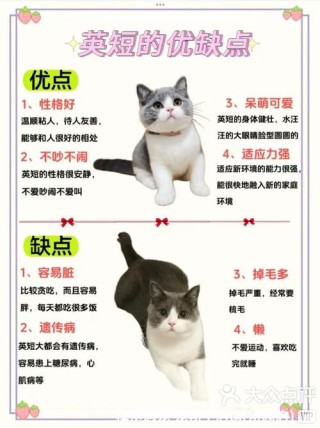 养过“英短”的主人都说好！全凭这几大优点