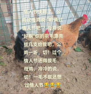 情人节搞笑段子和暖心表白情话