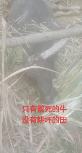 俗语“只有累死的牛，没有耕坏的田”，背后到底隐藏着什么意思？