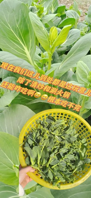 好吃不贪色