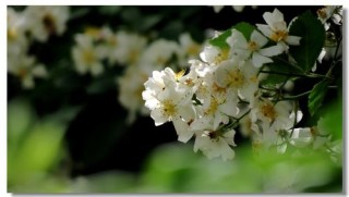 花开荼蘼，夕阳向晚