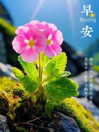 早上好！女生阳光励志个性签名，字字如金，读一遍受益终身