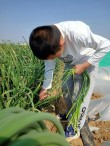 禾苗青青劳动忙 星星闪闪播希望——合肥师范附小劳动主题活动