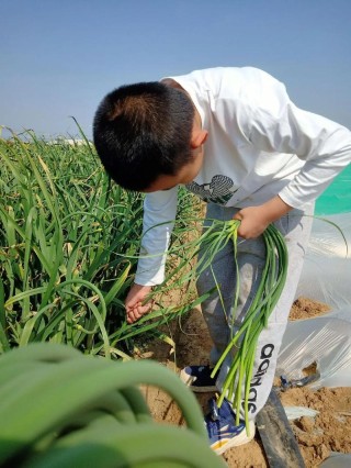 禾苗青青劳动忙 星星闪闪播希望——合肥师范附小劳动主题活动