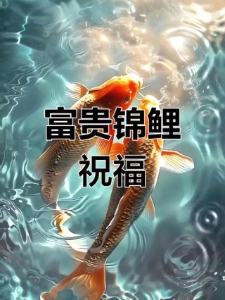锦鲤附体，你将万事胜意，运势亨通，财源广进，吉祥安康，诸事顺