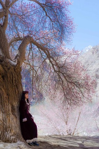 又是一年杏花飘香时