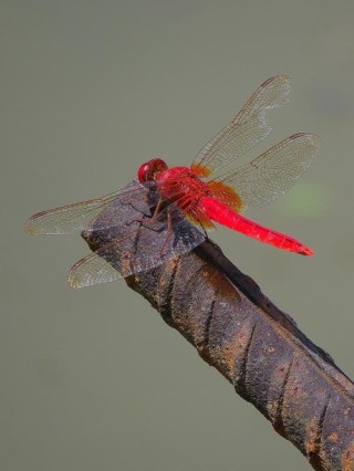 红蜻蜓