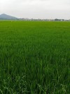 禾苗青青，夏日清新