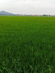 禾苗青青，夏日清新