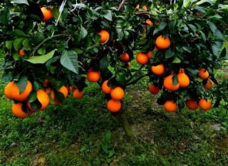 浙江婺城卖掉“八戒”种上枇杷和“红美人”柑橘