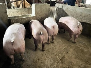 重庆黔江李朝进养殖香猪 年出栏近百头