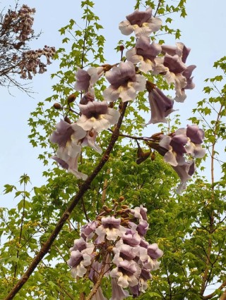 亲爱的，你看那梧桐花儿开了