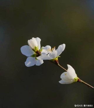 山桃花