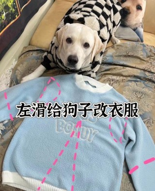 有人给狗穿衣裳 （打一字）