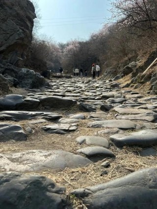 白石山林场记忆
