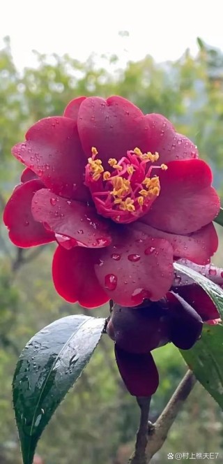 梦里的山茶花，你还好吗？