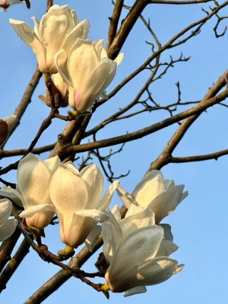 春天，想念那些花儿