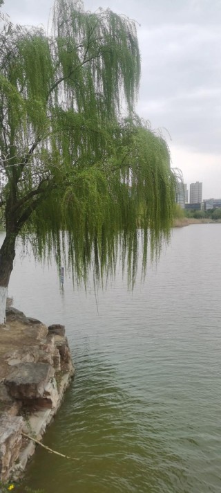 五月，柳岸细雨