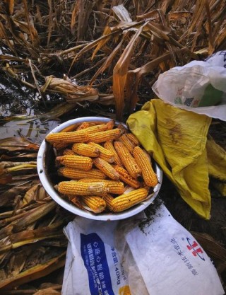 碎在玉米里的日子