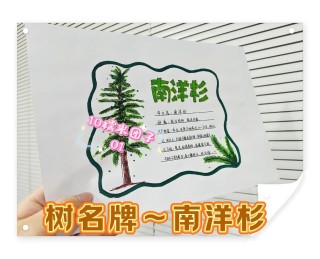 树枝与名片