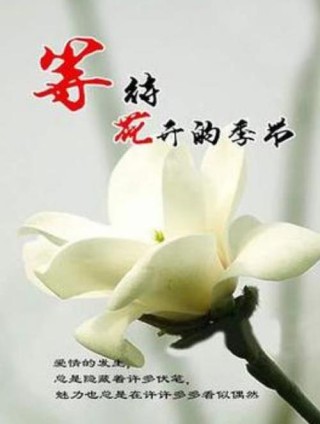 等待花开的时候