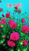 女人花，花开优雅