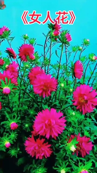 女人花，花开优雅