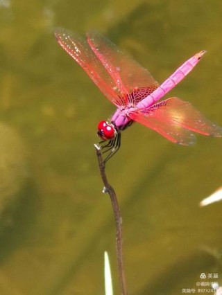 七律 蜻蜓（外五首）