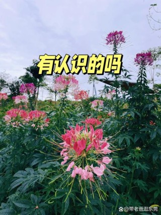 那片花丛改变了我