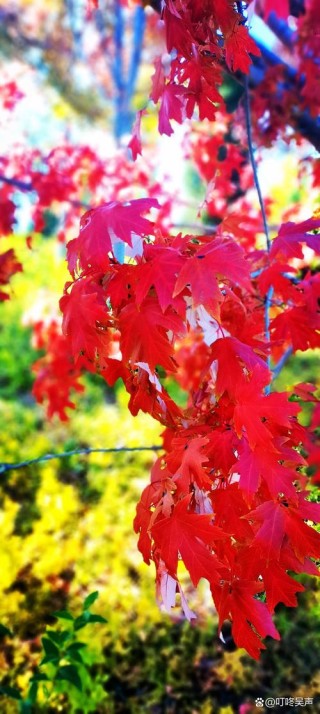 最美的红叶，送给最亲爱的你