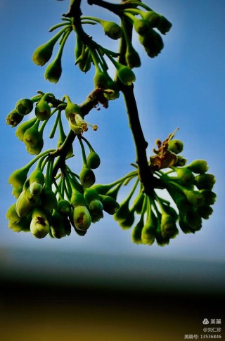 木棉花, 一生的眷恋