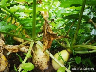 大学生村官潘科互联网卖泡萝卜，价格高了3倍