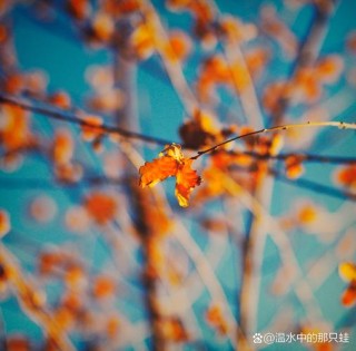 生活：秋的序曲