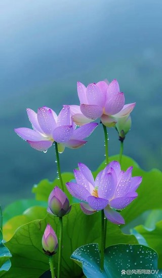 莲韵