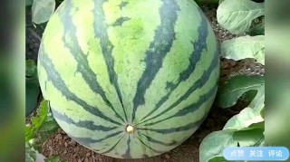 弹西瓜