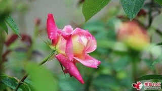 大荔文联：五月，雨中玫瑰 娇艳欲滴