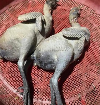 两只乌鸡