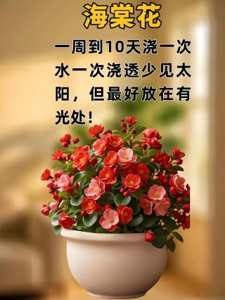 秋天快来了，何为新人养花2个轻松学？正能量养好花乐观好心态