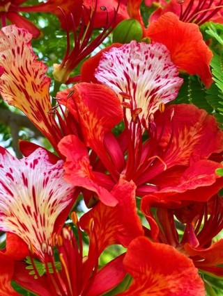 凤凰花开的时节