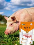 这些饲料可以提高猪的抗寒能力，冬季的时候喂最合适